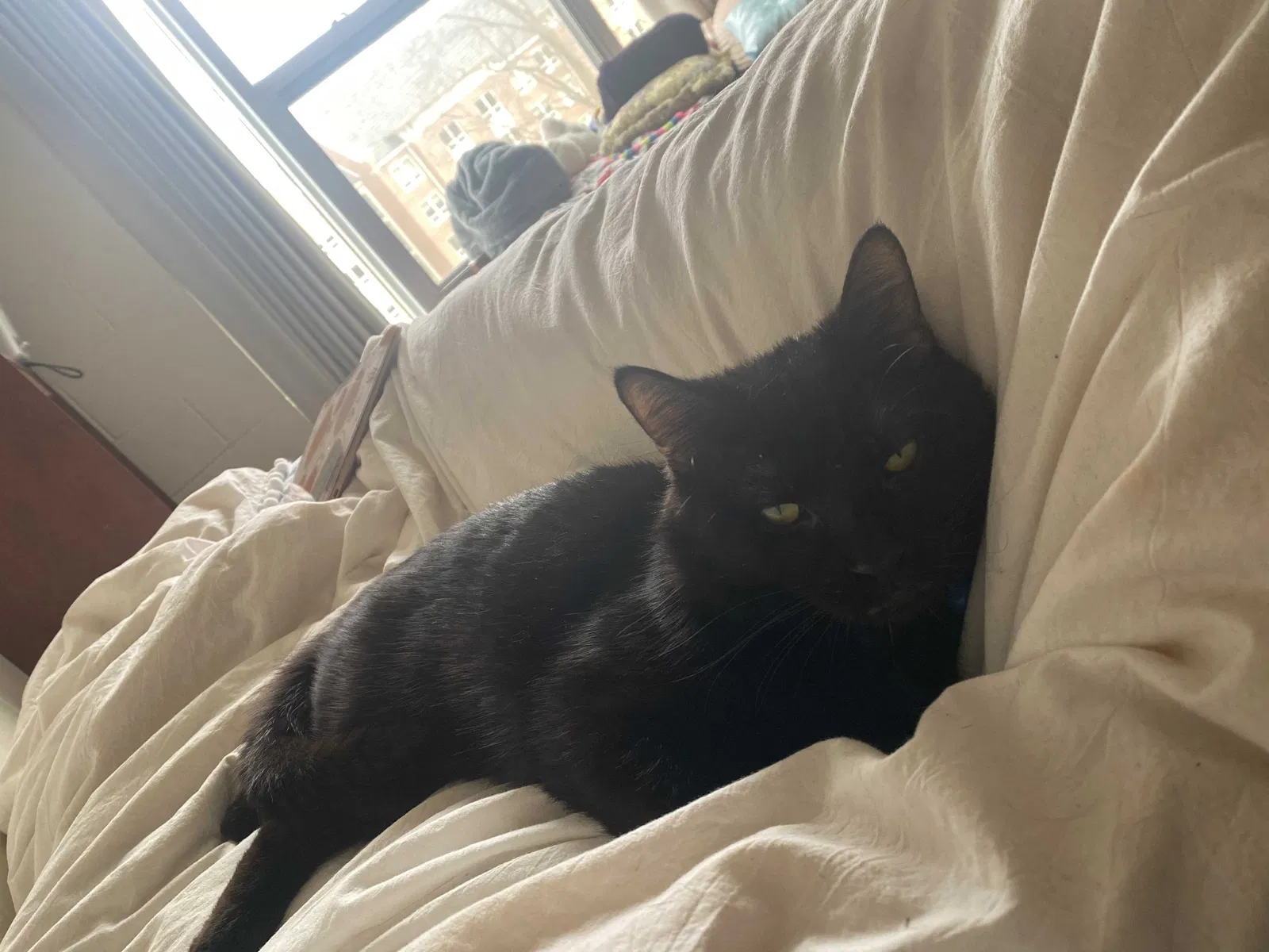 Lost cat in Muncie, IN, 47303