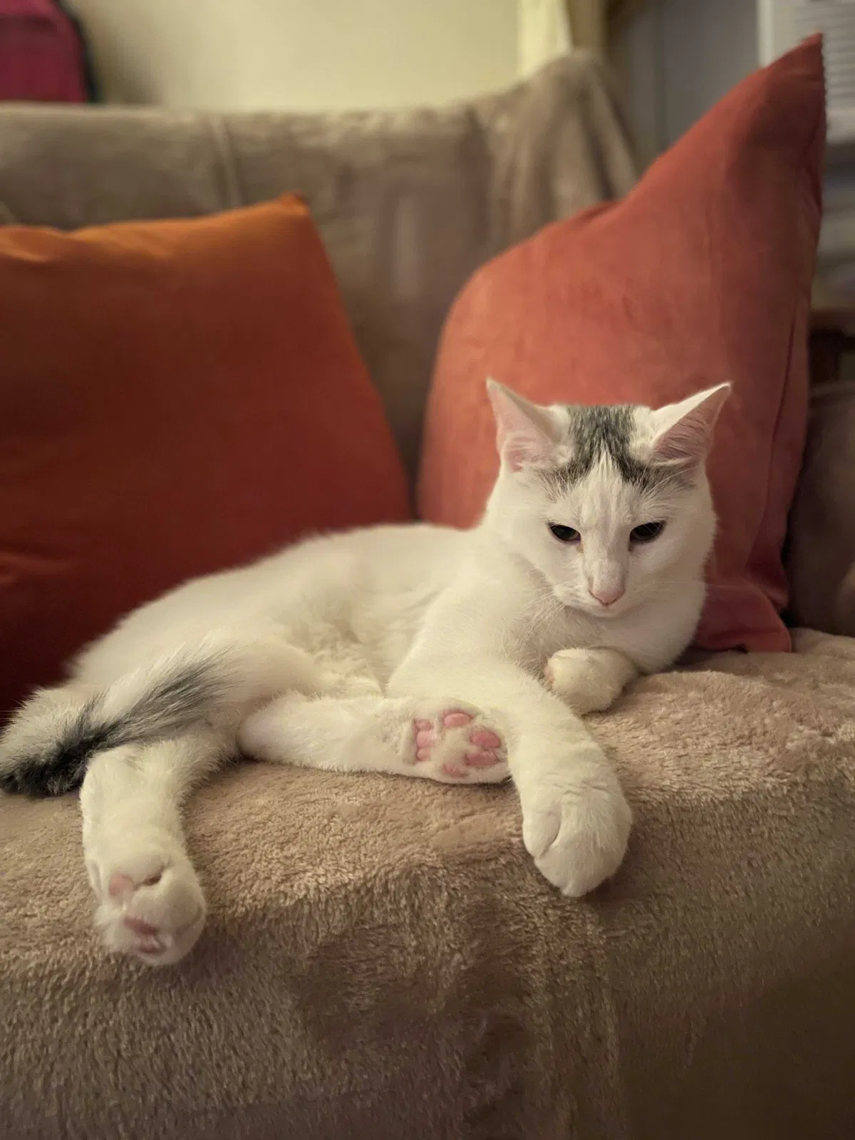 Lost cat in New Britain, CT, 6053