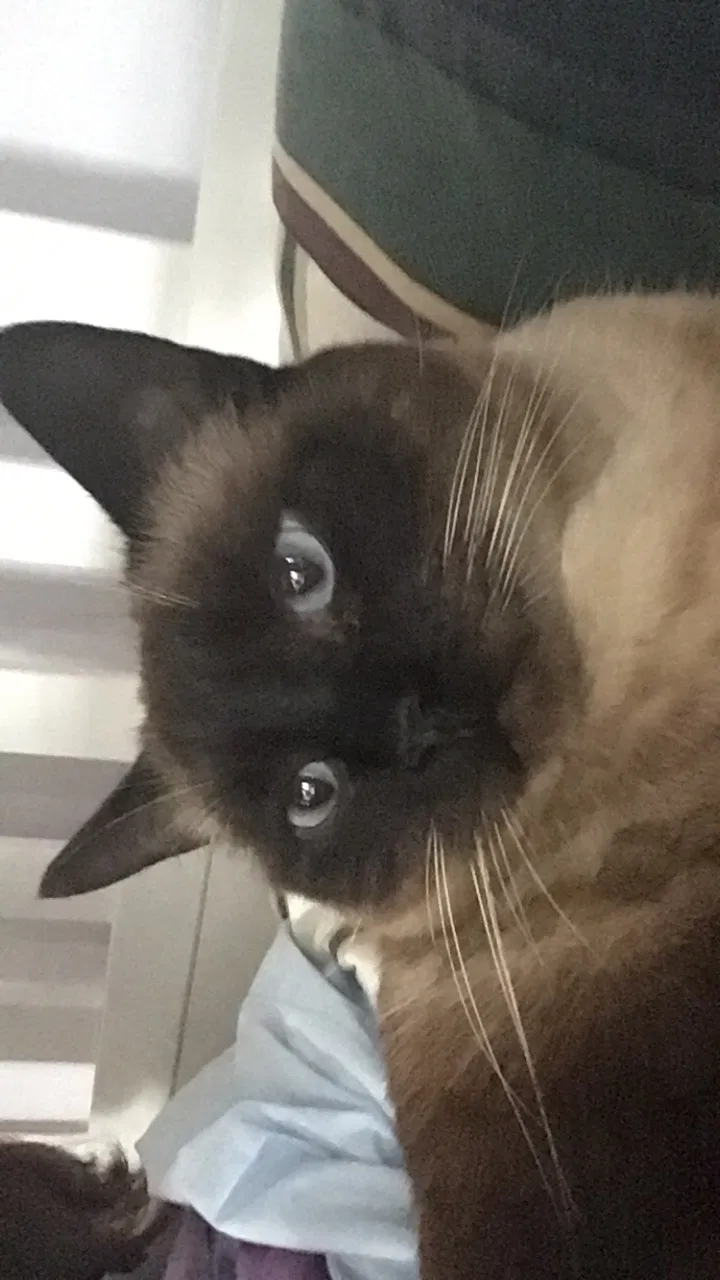Lost cat in Uncasville, CT, 6382