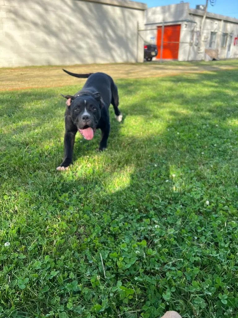 Lost dog in Lawrence Township, NJ, 8648