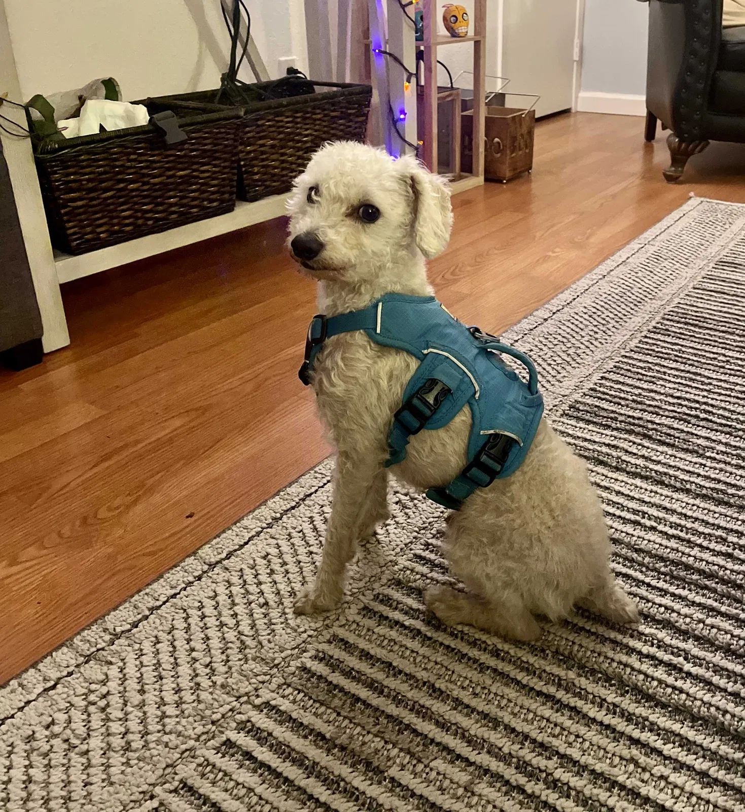 Lost dog in Sacramento, CA, 95811