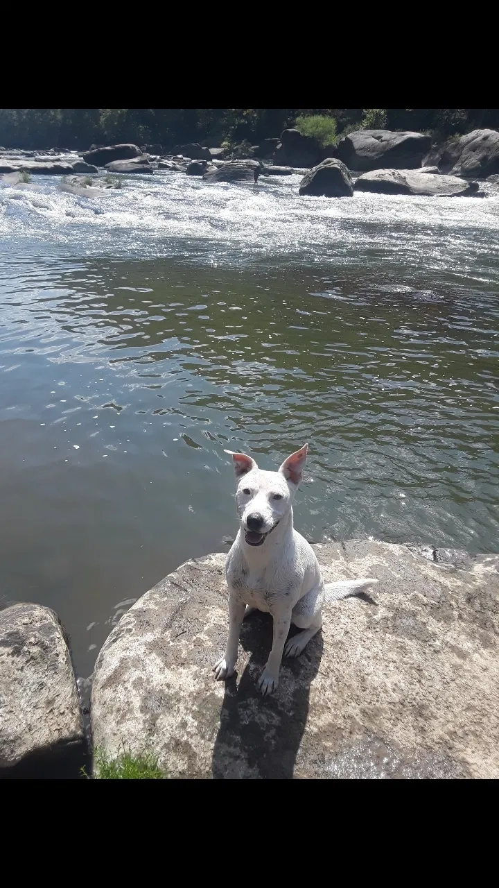 Lost dog in North Charleston, SC, 29405