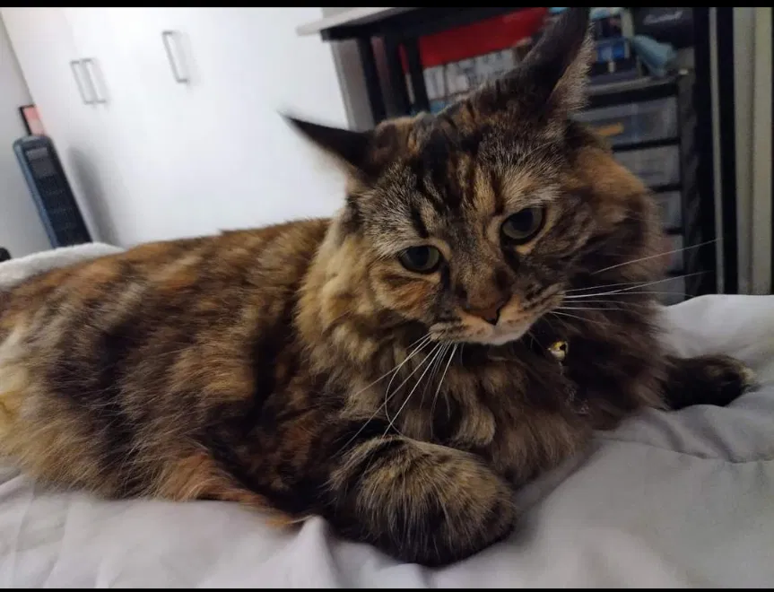 Lost cat in Newport Beach, CA, 92660