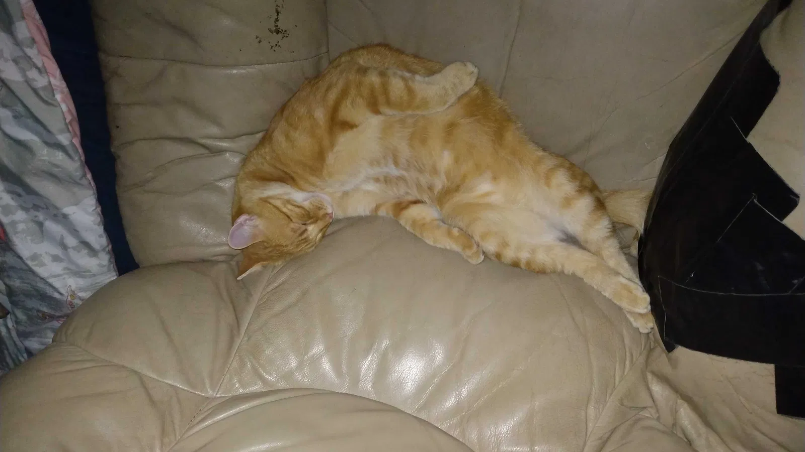 Lost cat in Springfield, MO, 65807