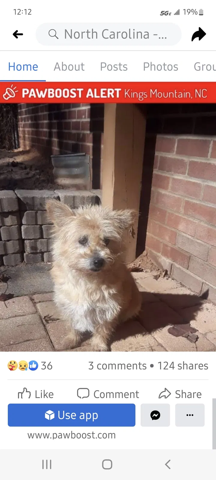Lost dog in Kings Mountain, NC, 28086