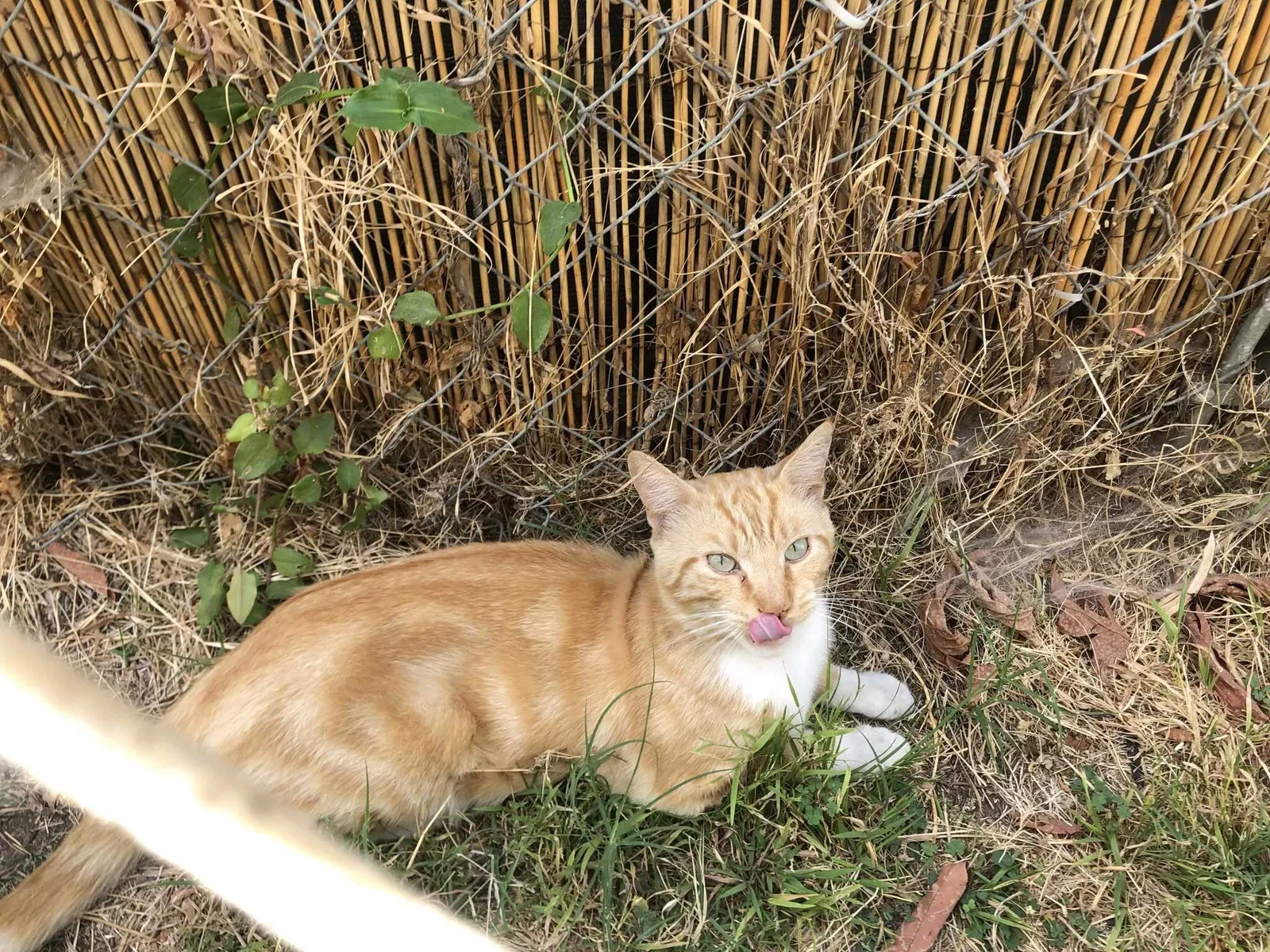 Lost cat in Long Beach, CA, 90804