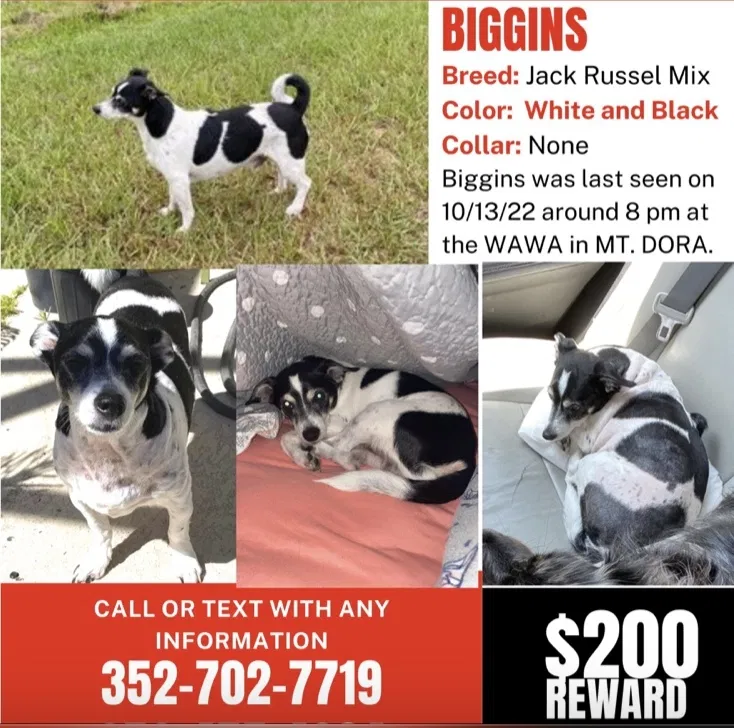 Lost dog in Mount Dora, FL, 32757