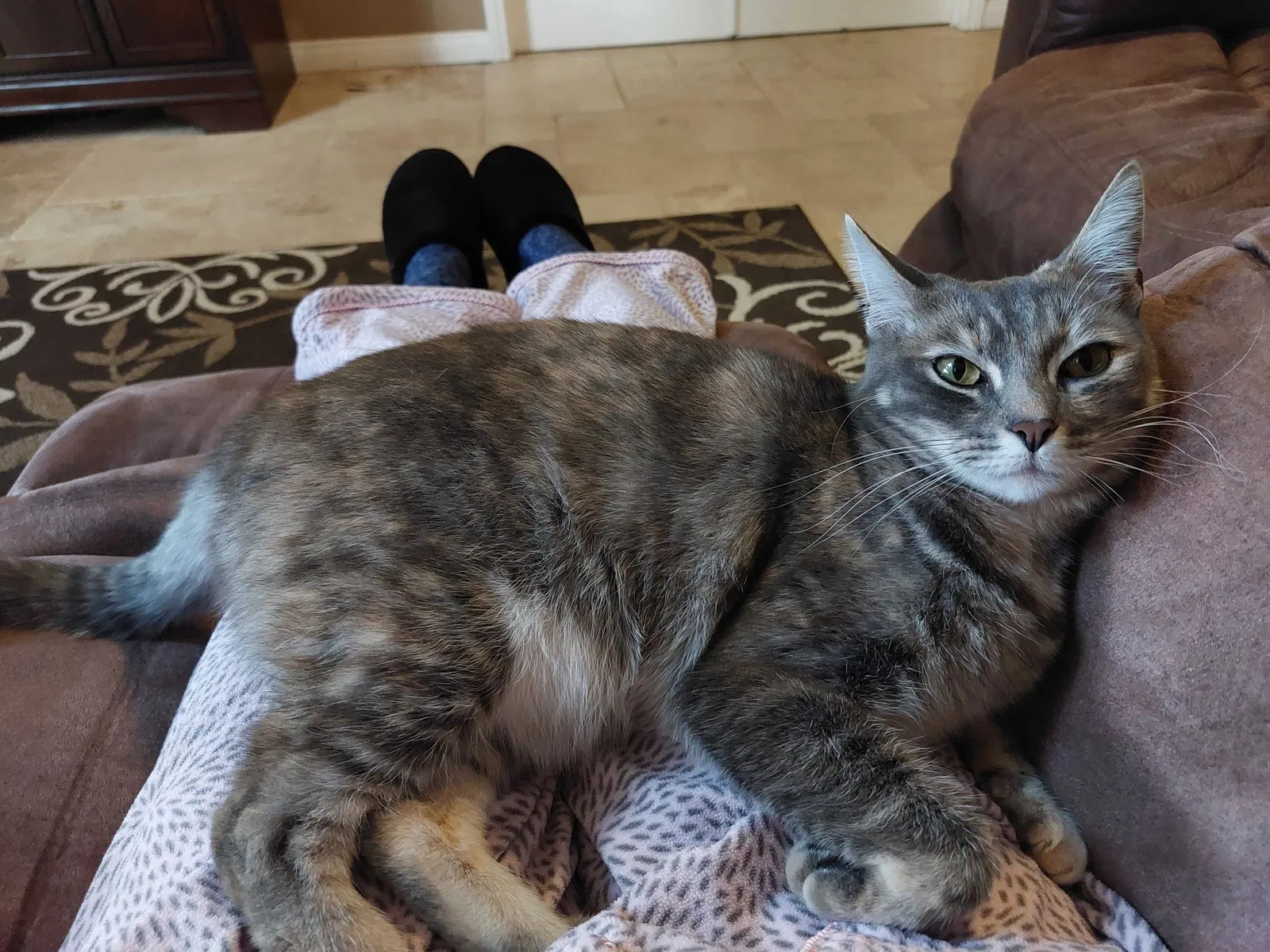 Lost cat in Temecula, CA, 92591