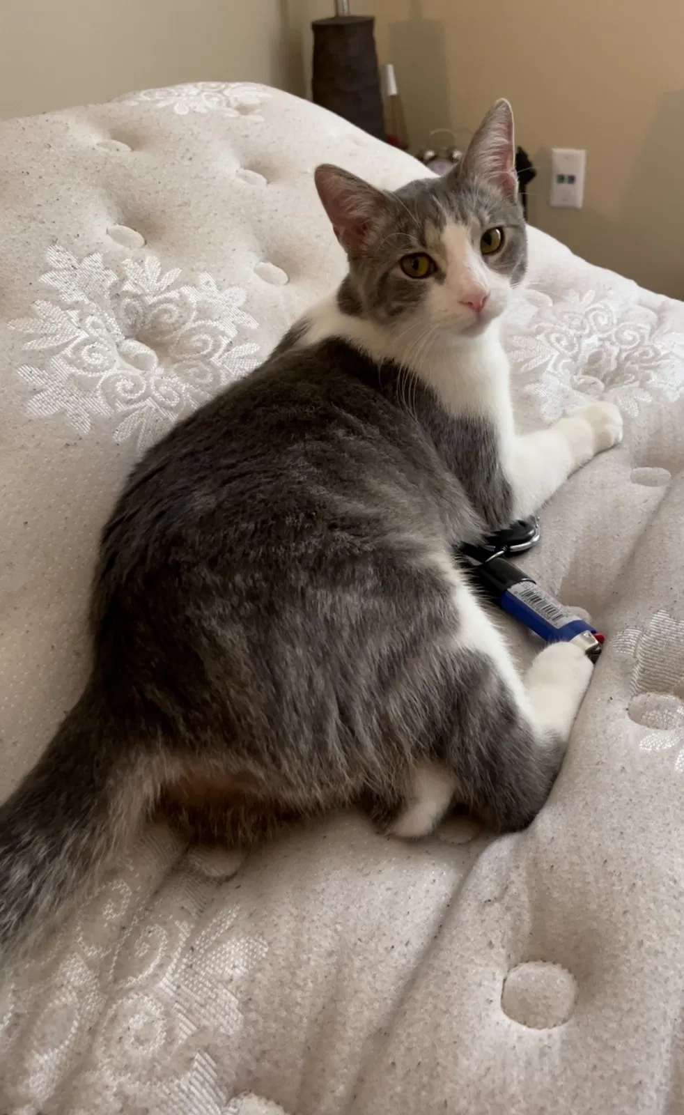 Lost cat in Charlotte, NC, 28269