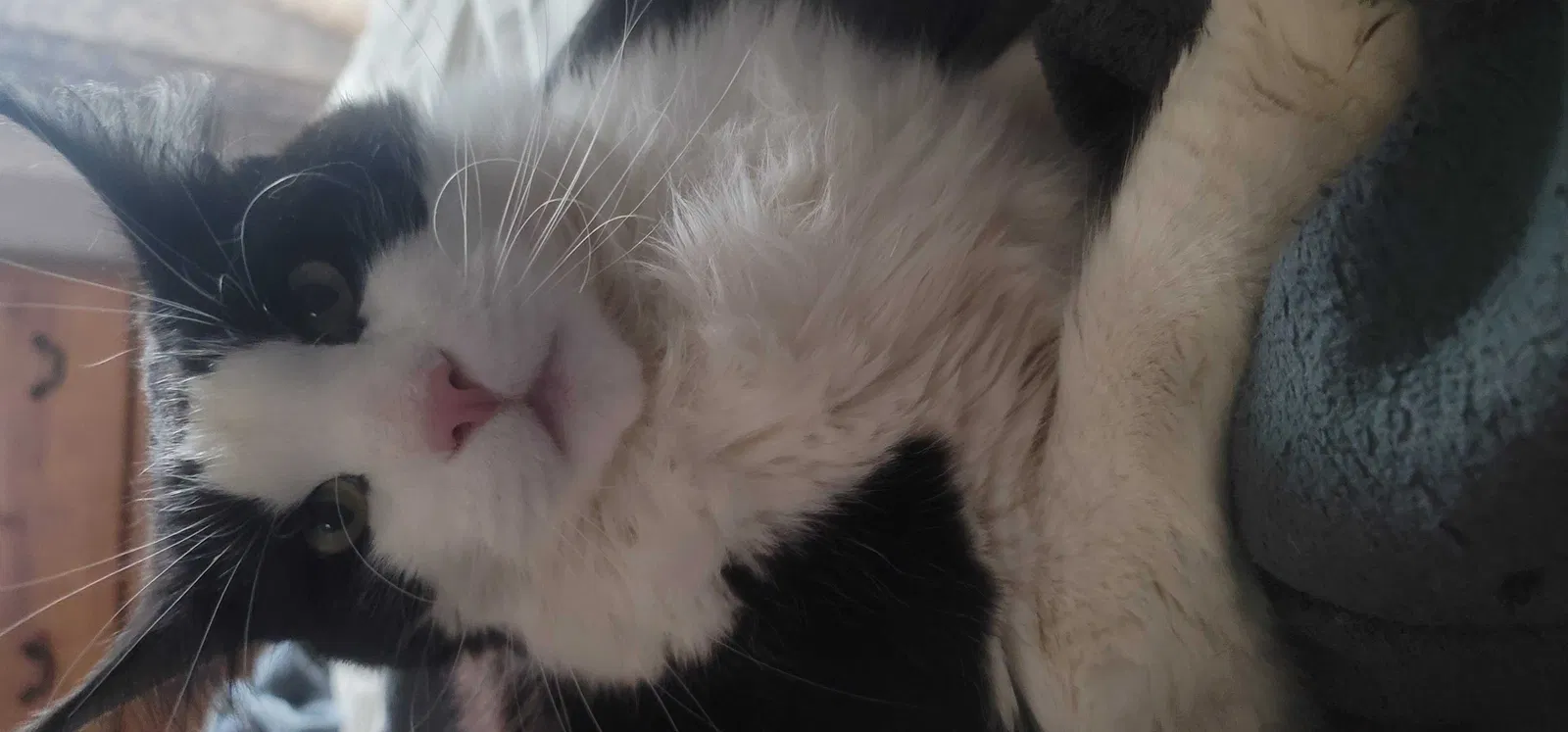 Lost cat in Tecumseh, KS, 66542