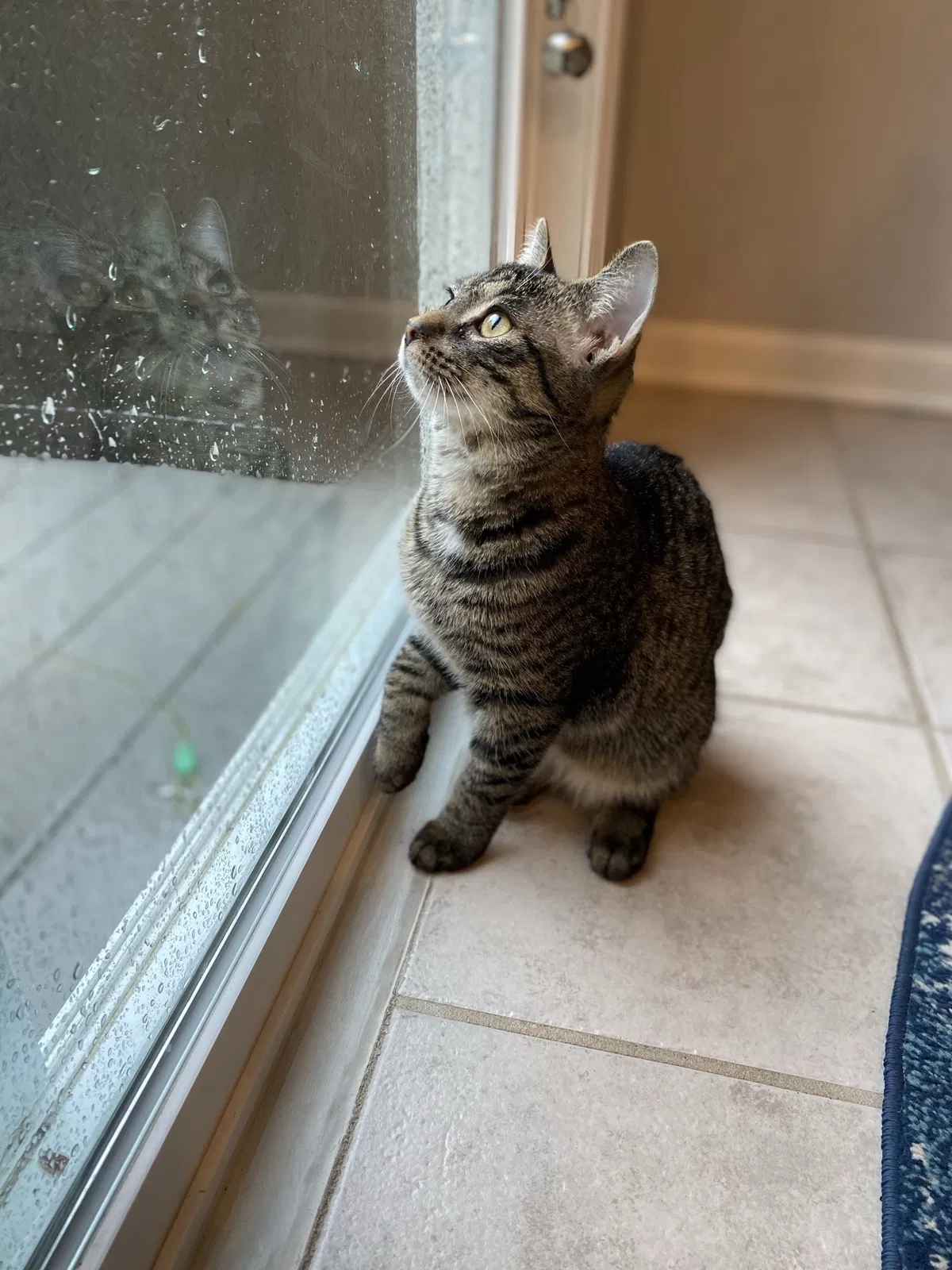 Lost cat in Rockford, MI, 49341