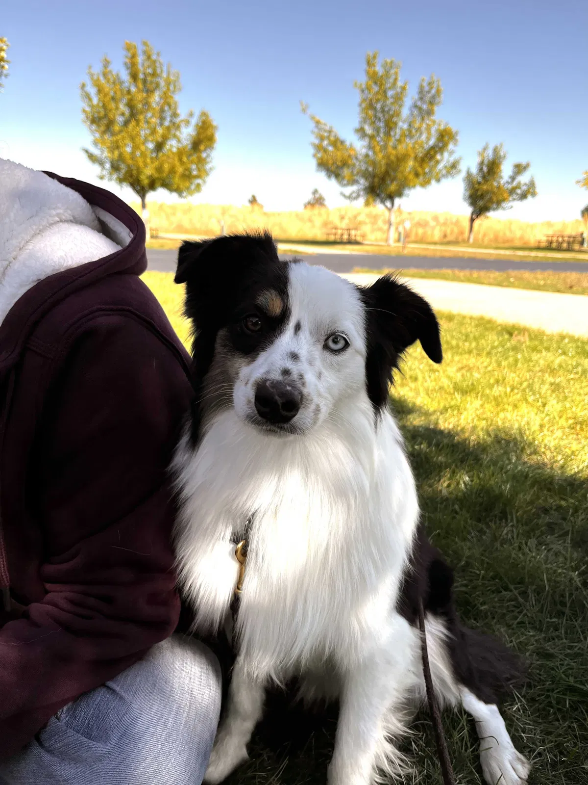 Lost dog in Fairburn, SD, 57738