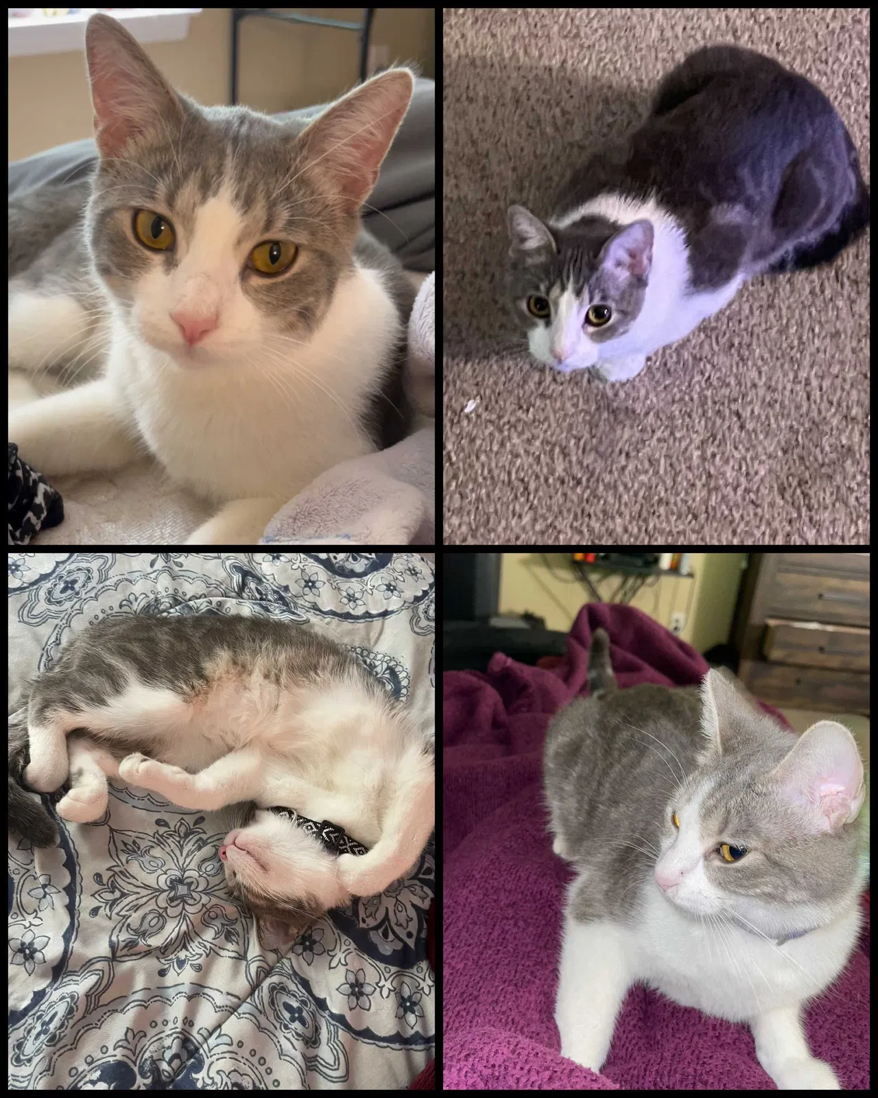 Lost cat in Charlotte, NC, 28269