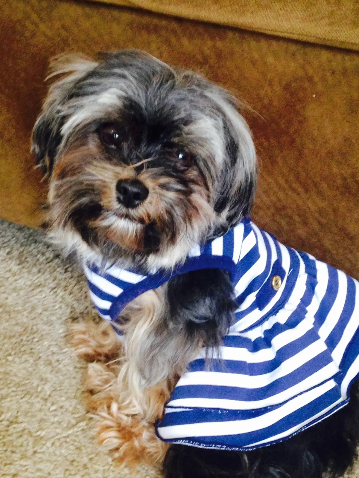 Lost dog in Unknown, TX, 79132