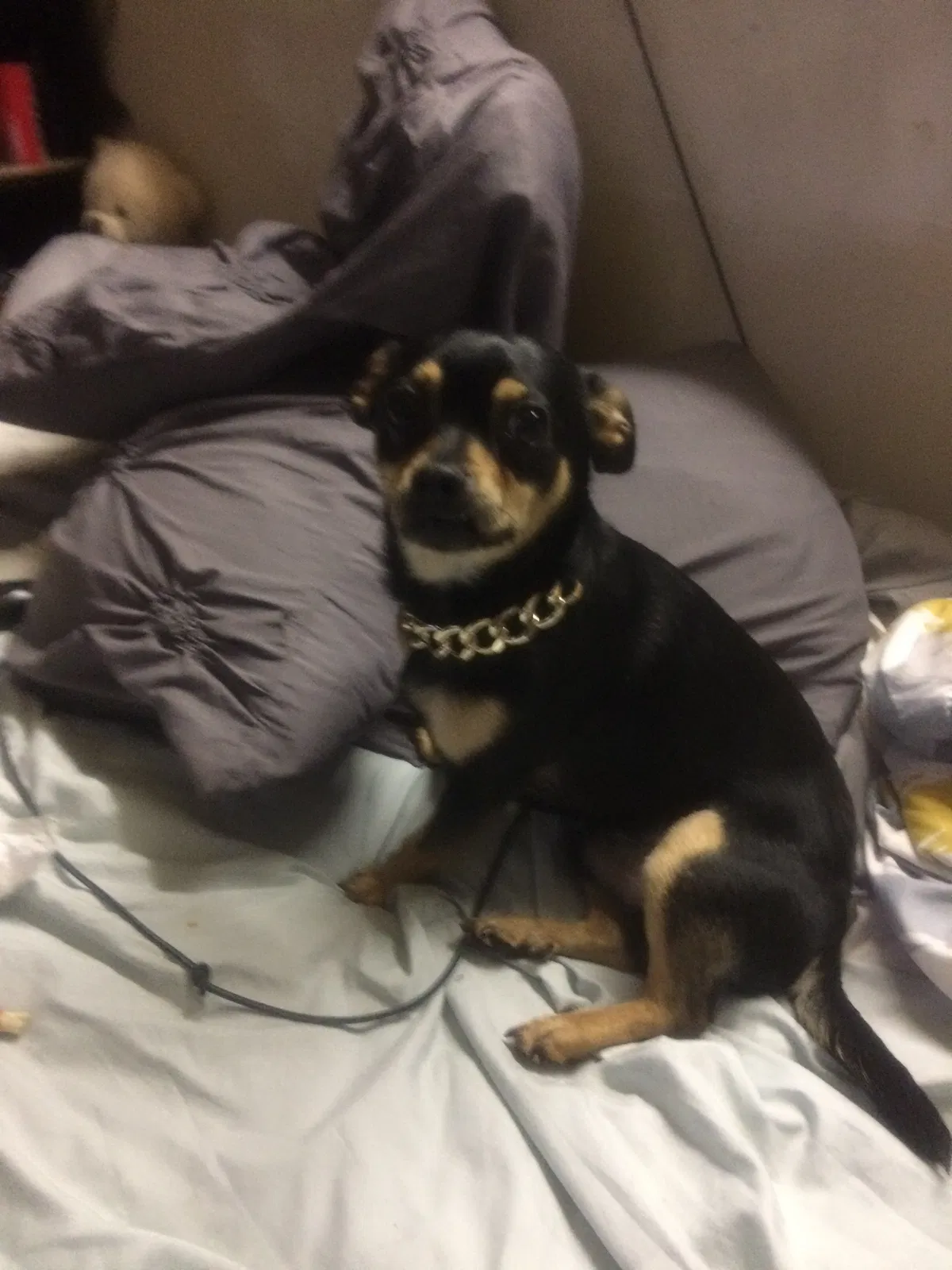 Lost dog in San Pablo, CA, 94806