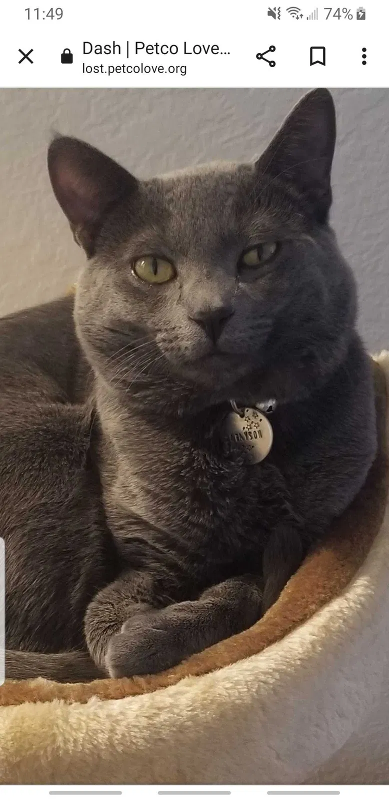 Lost cat in Yorba Linda, CA, 92886