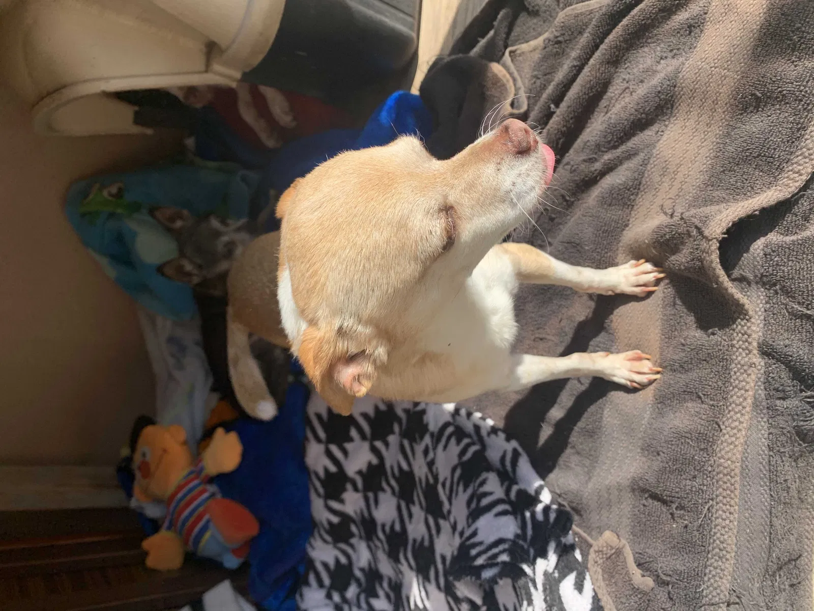 Missing Dog