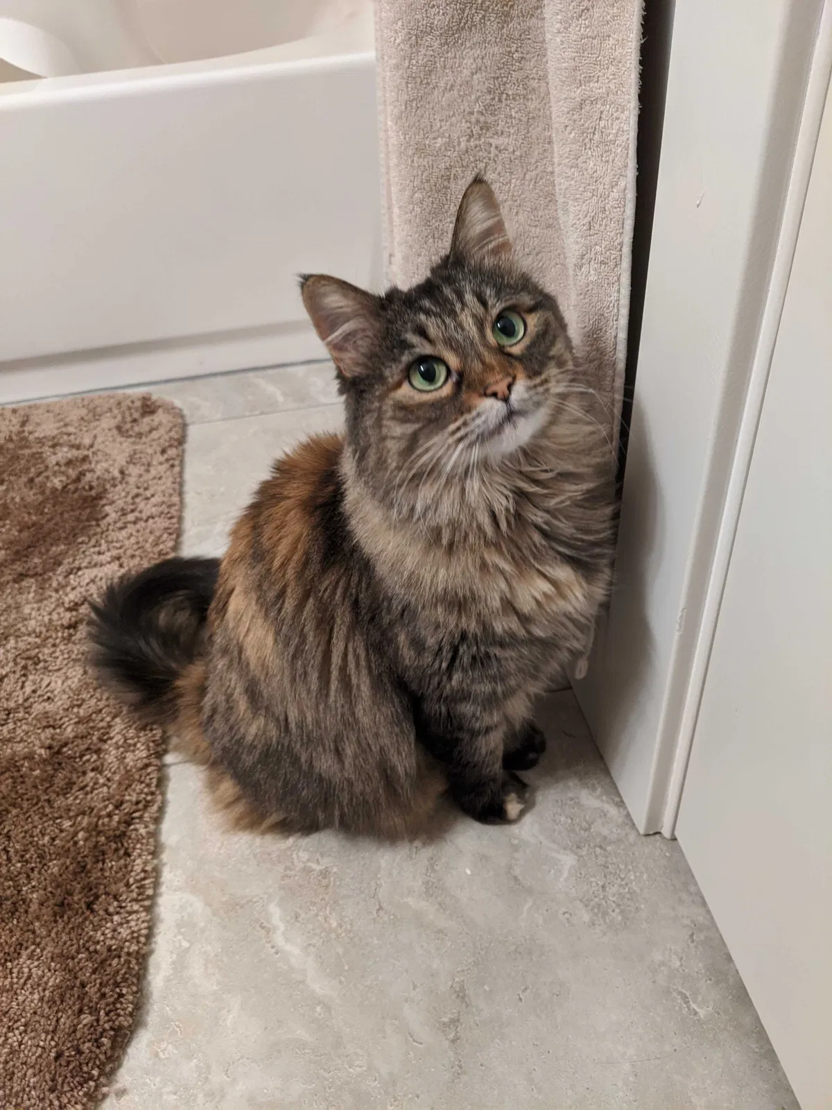 Lost cat in Eagle Mountain, UT, 84005