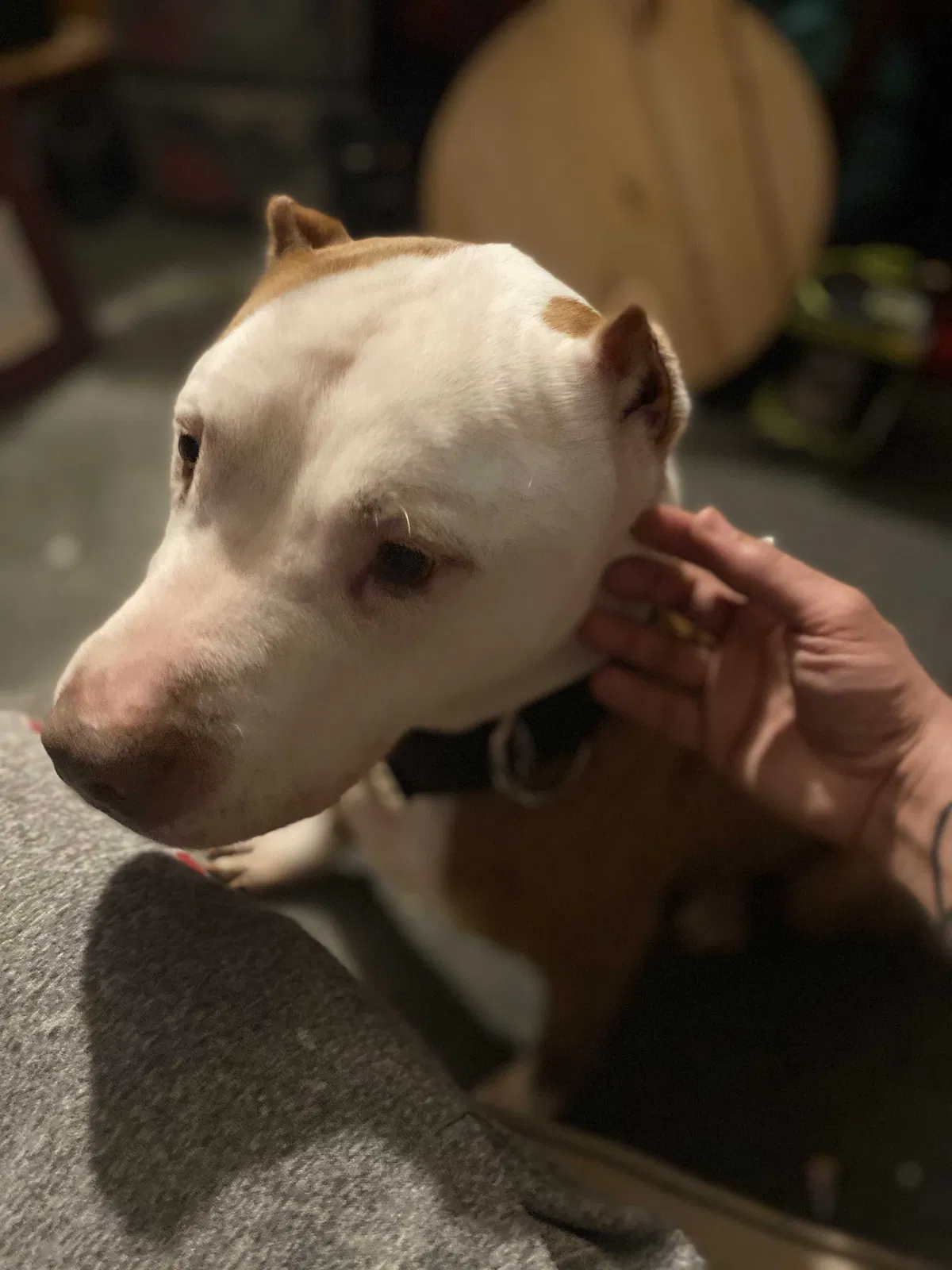 Lost dog in Camden, NJ, 8104