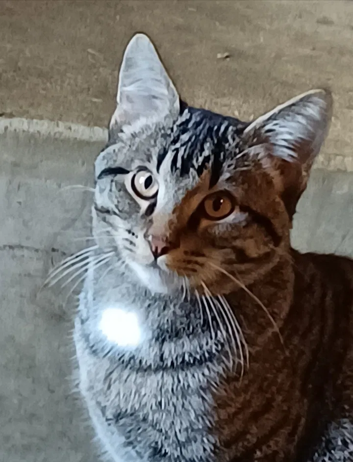 Lost cat in Des Moines, IA, 50315