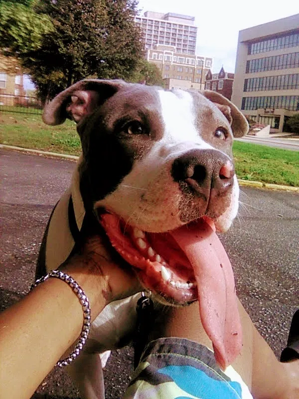 Lost dog in Indianapolis, IN, 46201