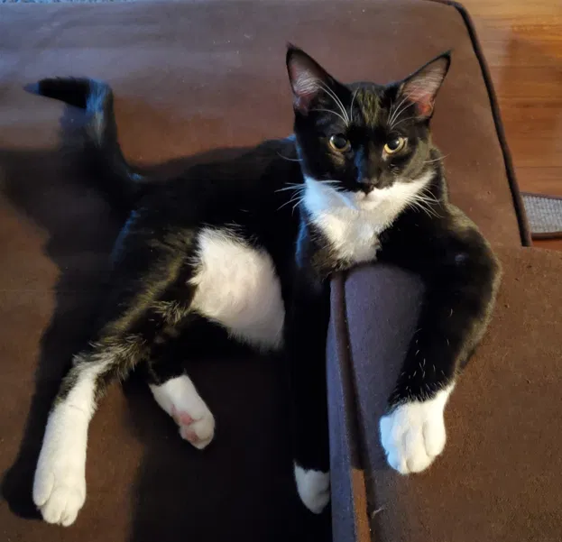 Lost cat in Oklahoma City, OK, 73114