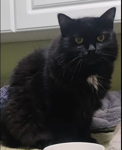Lost cat in Decatur, GA, 30032