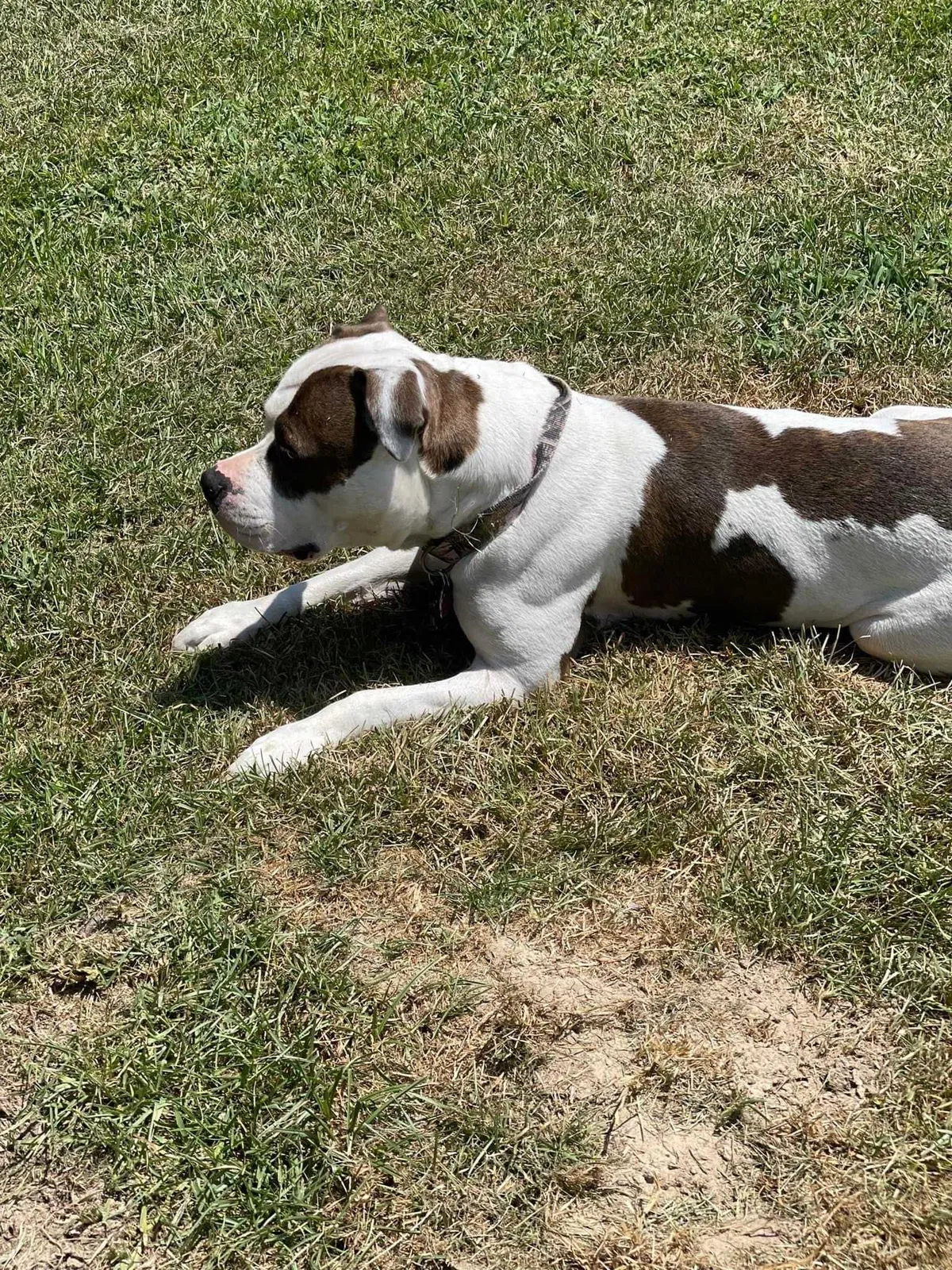 Lost dog in Humble, TX, 77338