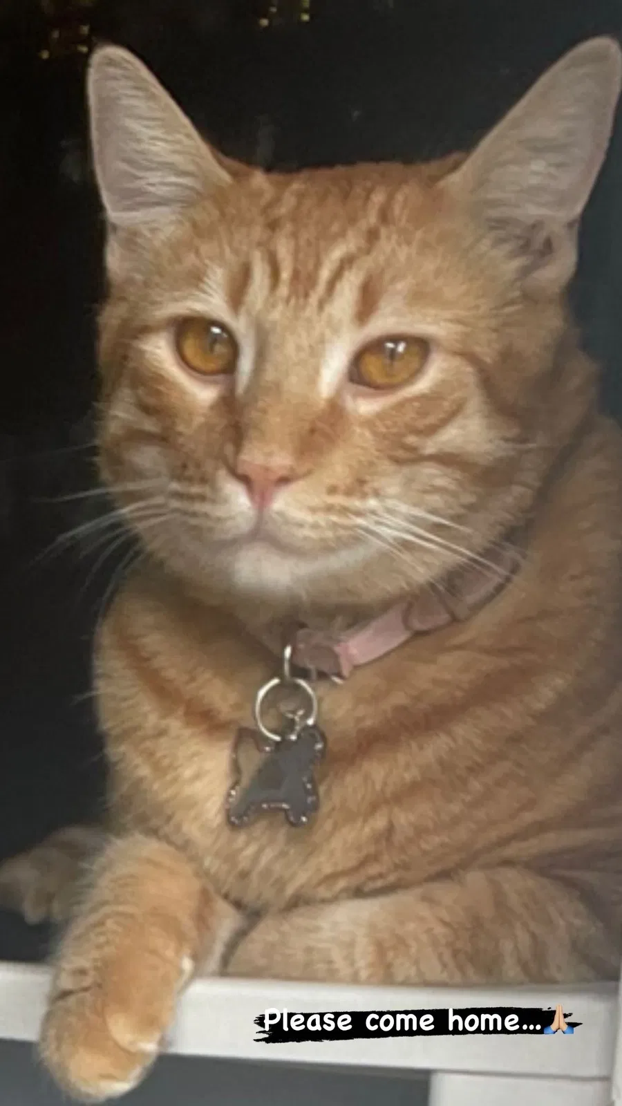 Lost cat in San Diego, CA, 92126
