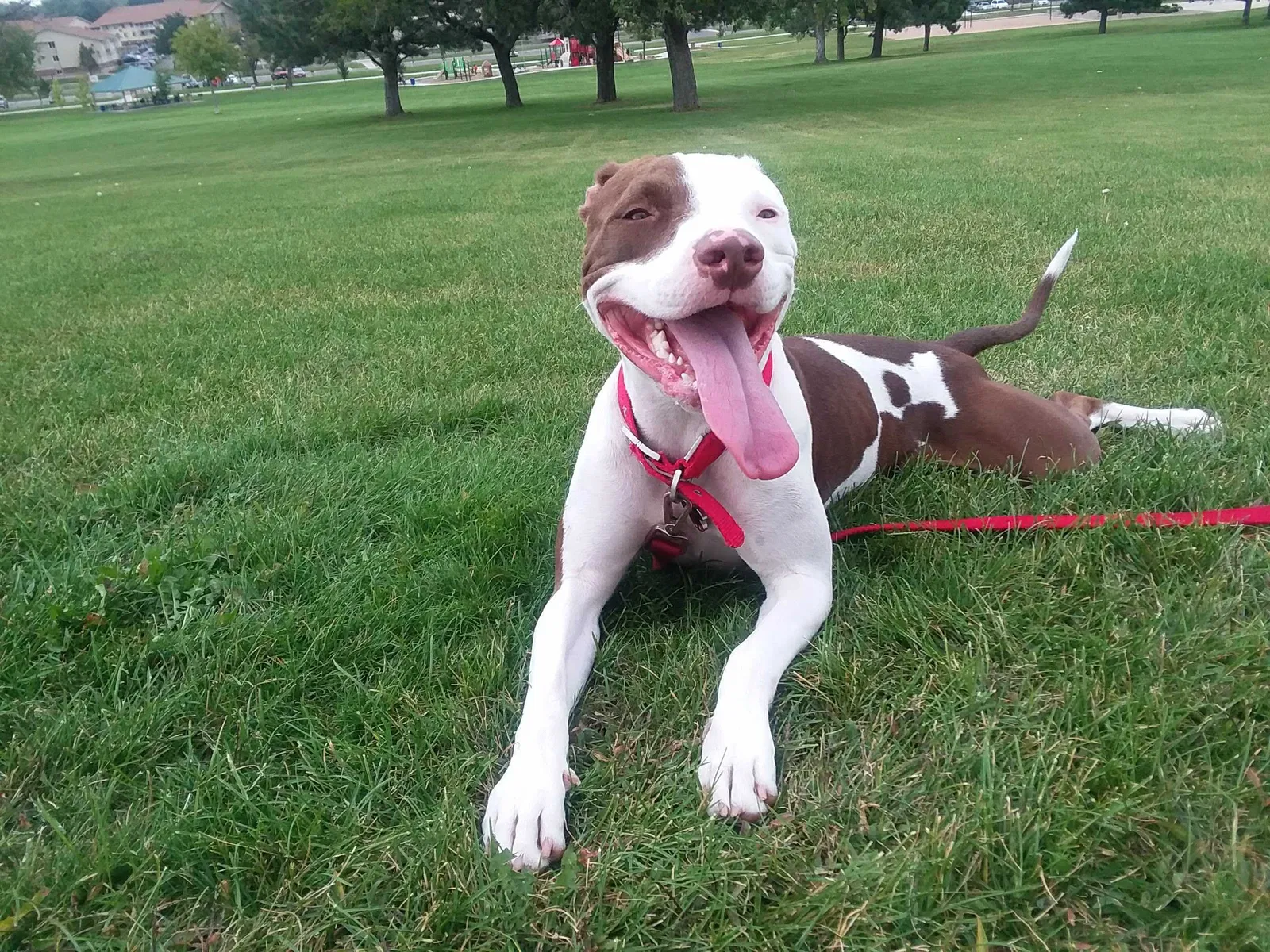 Lost dog in Arvada, CO, 80003