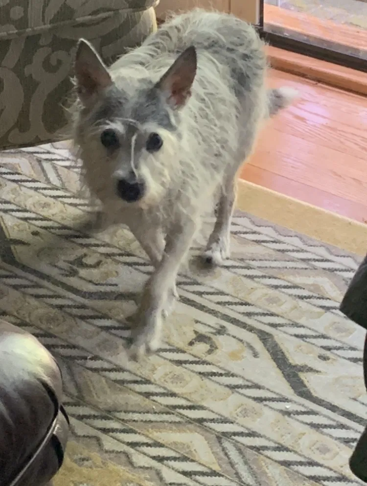 Lost dog in Wilmington, DE, 19803