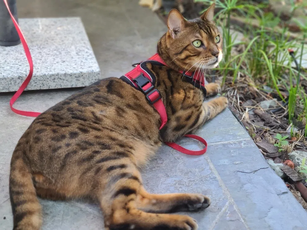 Lost cat in Oceanside, CA, 92057