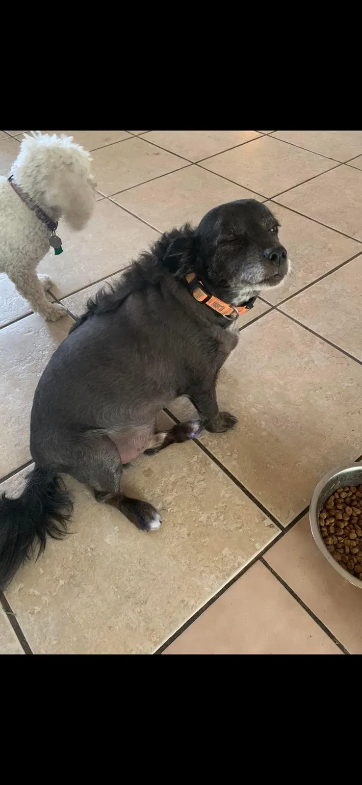 Lost dog in Las Vegas, NV, 89110