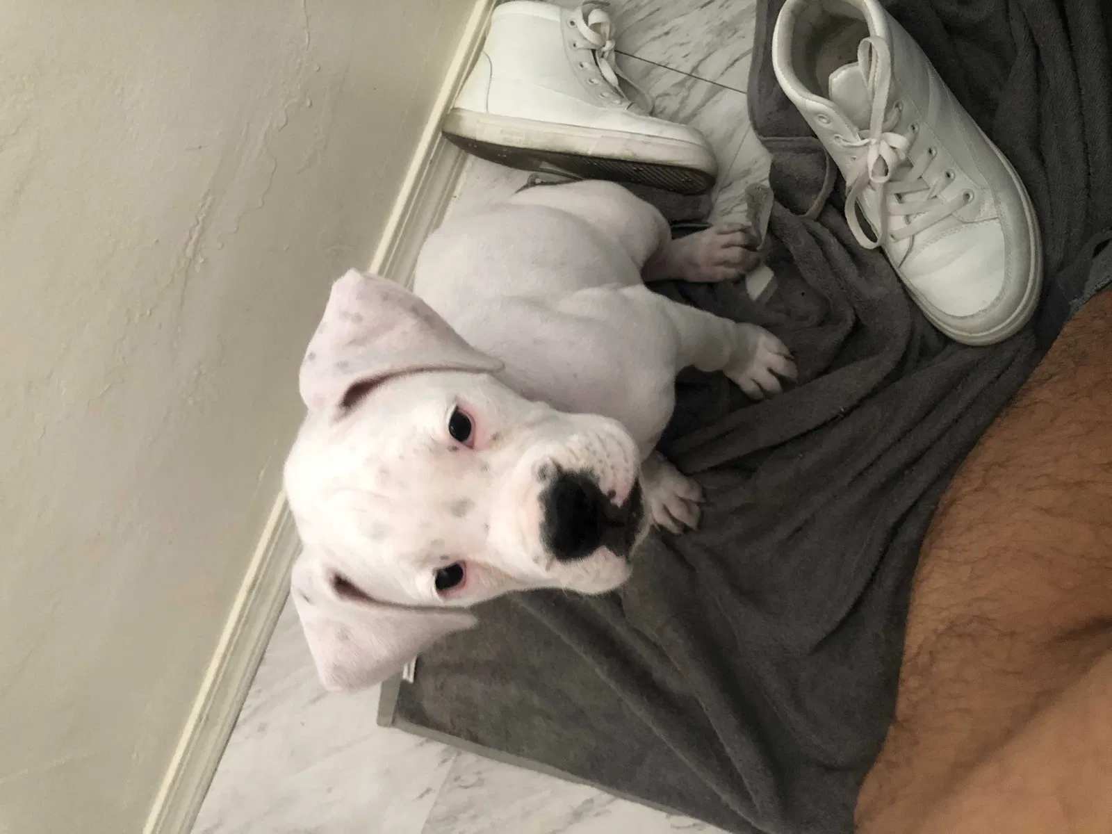 Lost dog in Phoenix, AZ, 85021