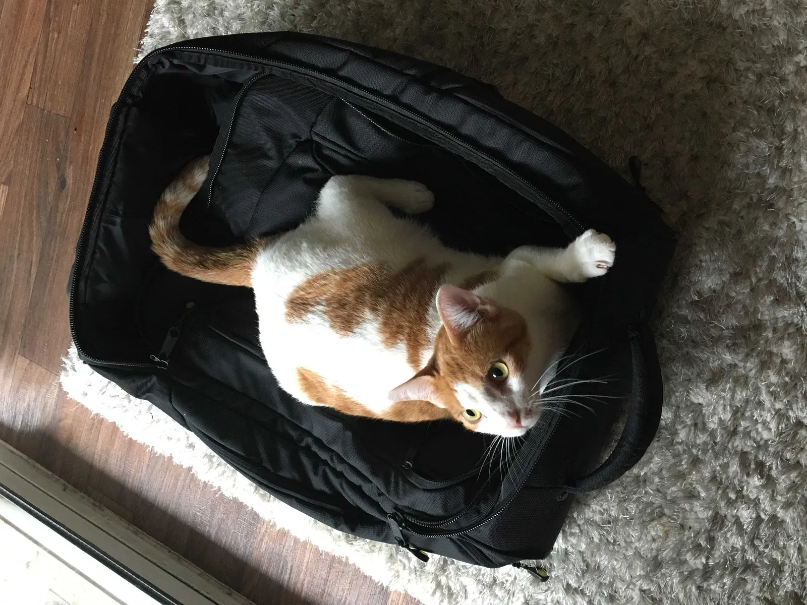 Lost cat in De Soto, KS, 66018