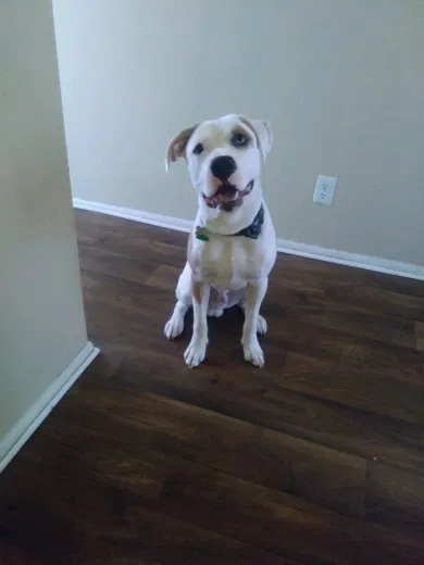 Lost dog in Westminster, CO, 80031