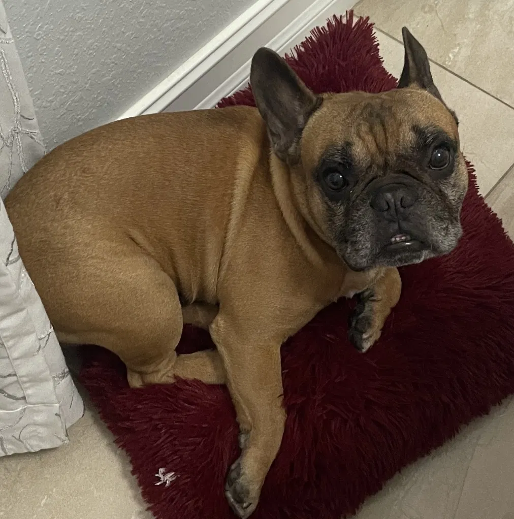 Lost dog in Hialeah, FL, 33010
