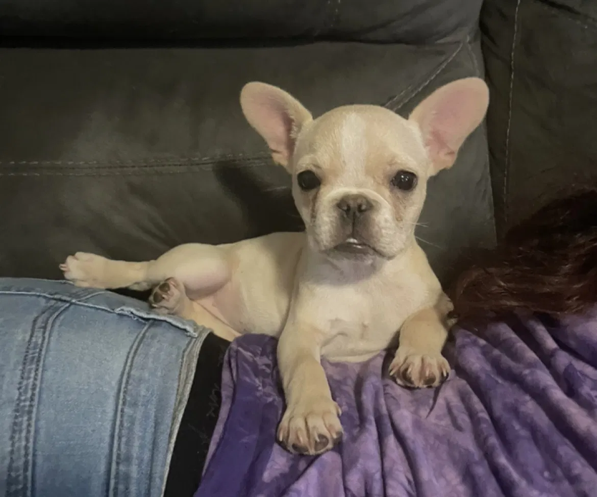 Lost dog in Sacramento, CA, 95838