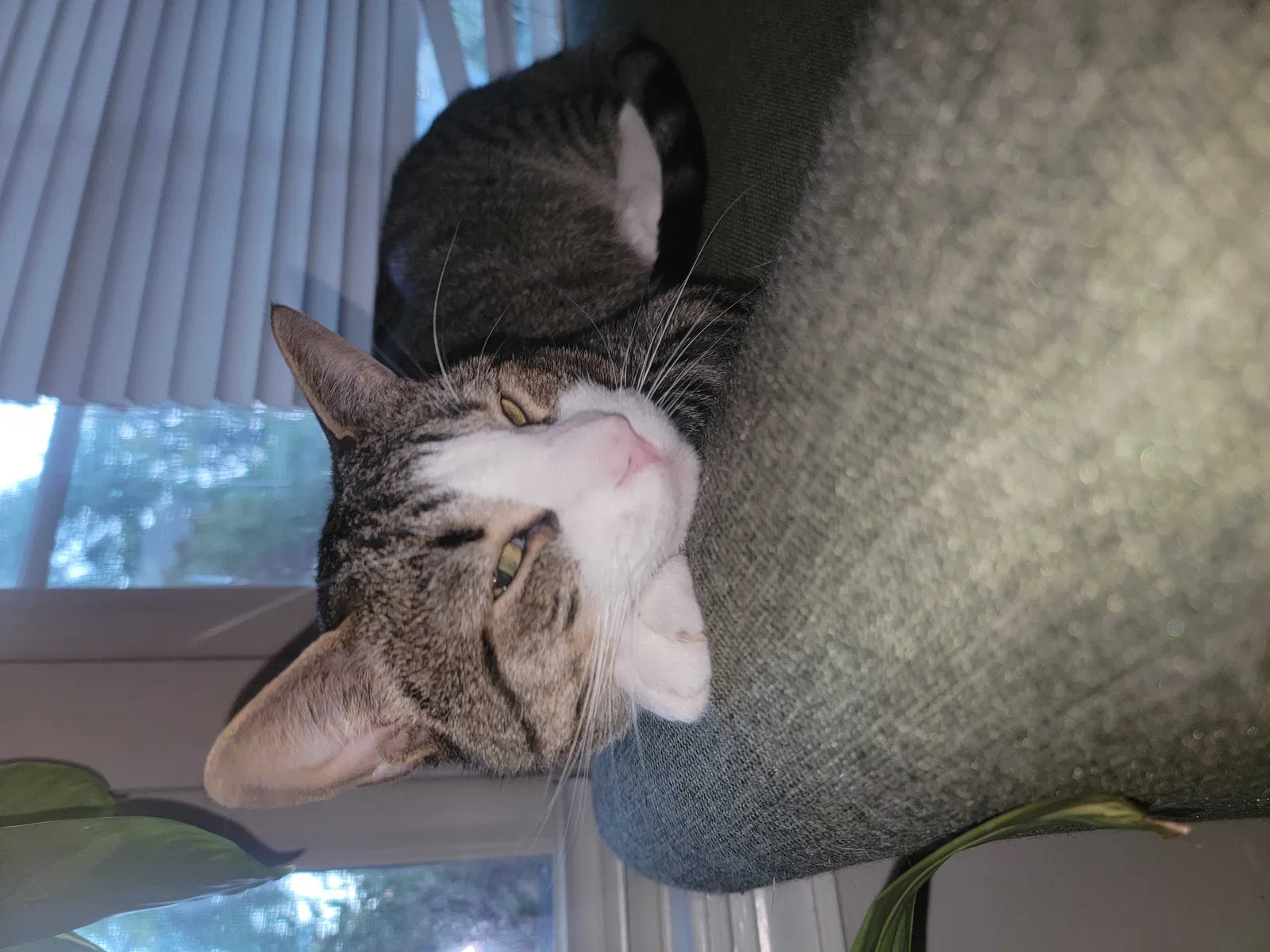 Lost cat in Tulsa, OK, 74105