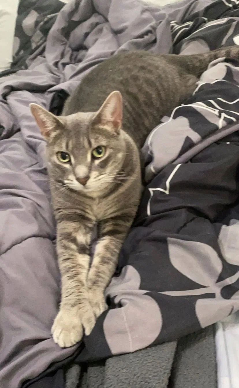 Lost cat in Hanover Park, IL, 60133