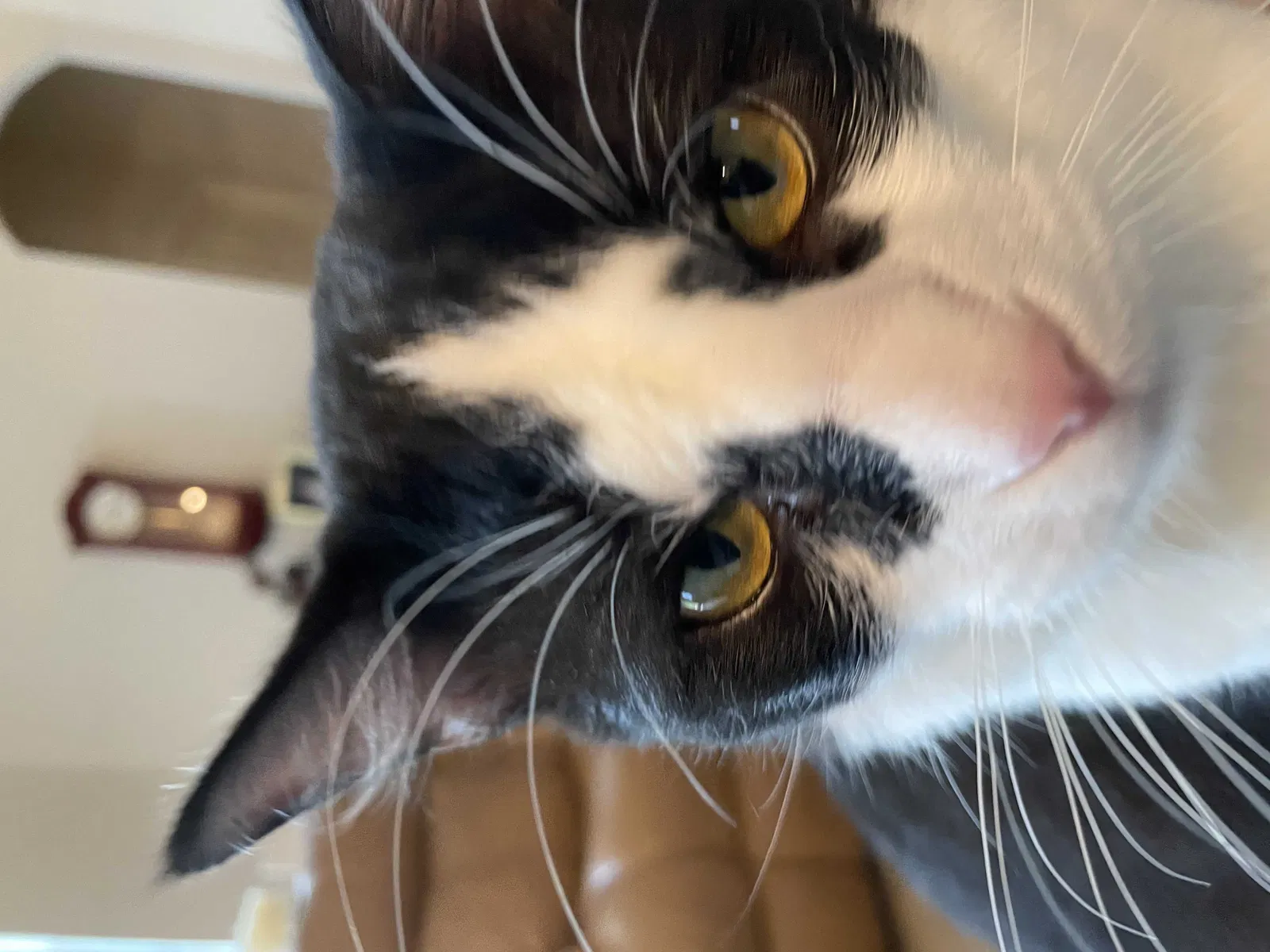Lost cat in Kyle, TX, 78640