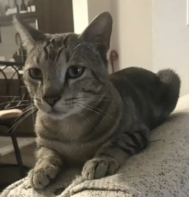 Lost cat in Chula Vista, CA, 91915