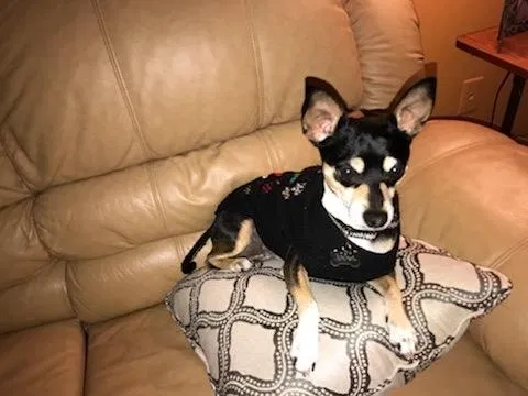 Lost dog in Miami, FL, 33155