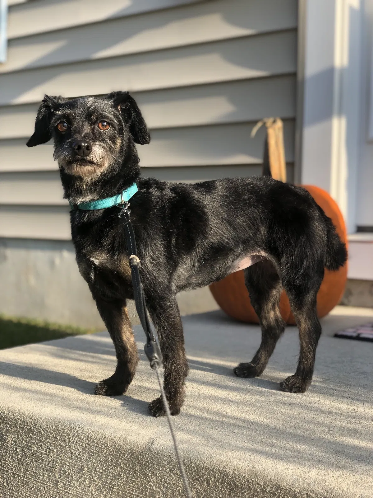 Lost dog in Dennis, MA, 2638