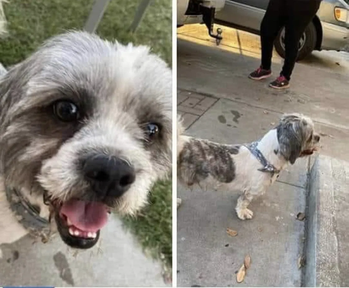 Lost dog in Fresno, CA, 93726