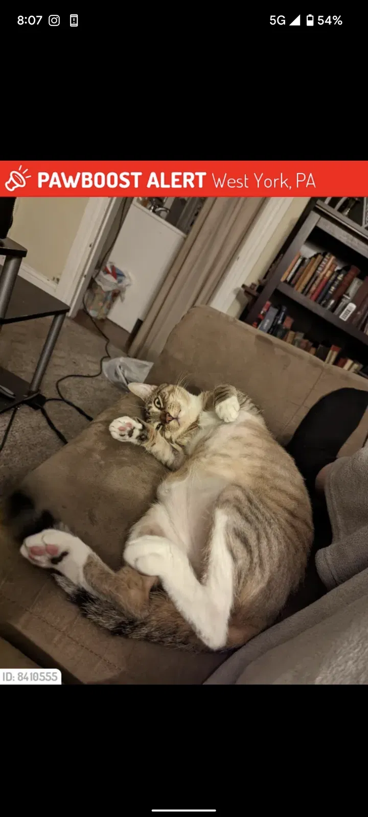 Lost cat in York, PA, 17404