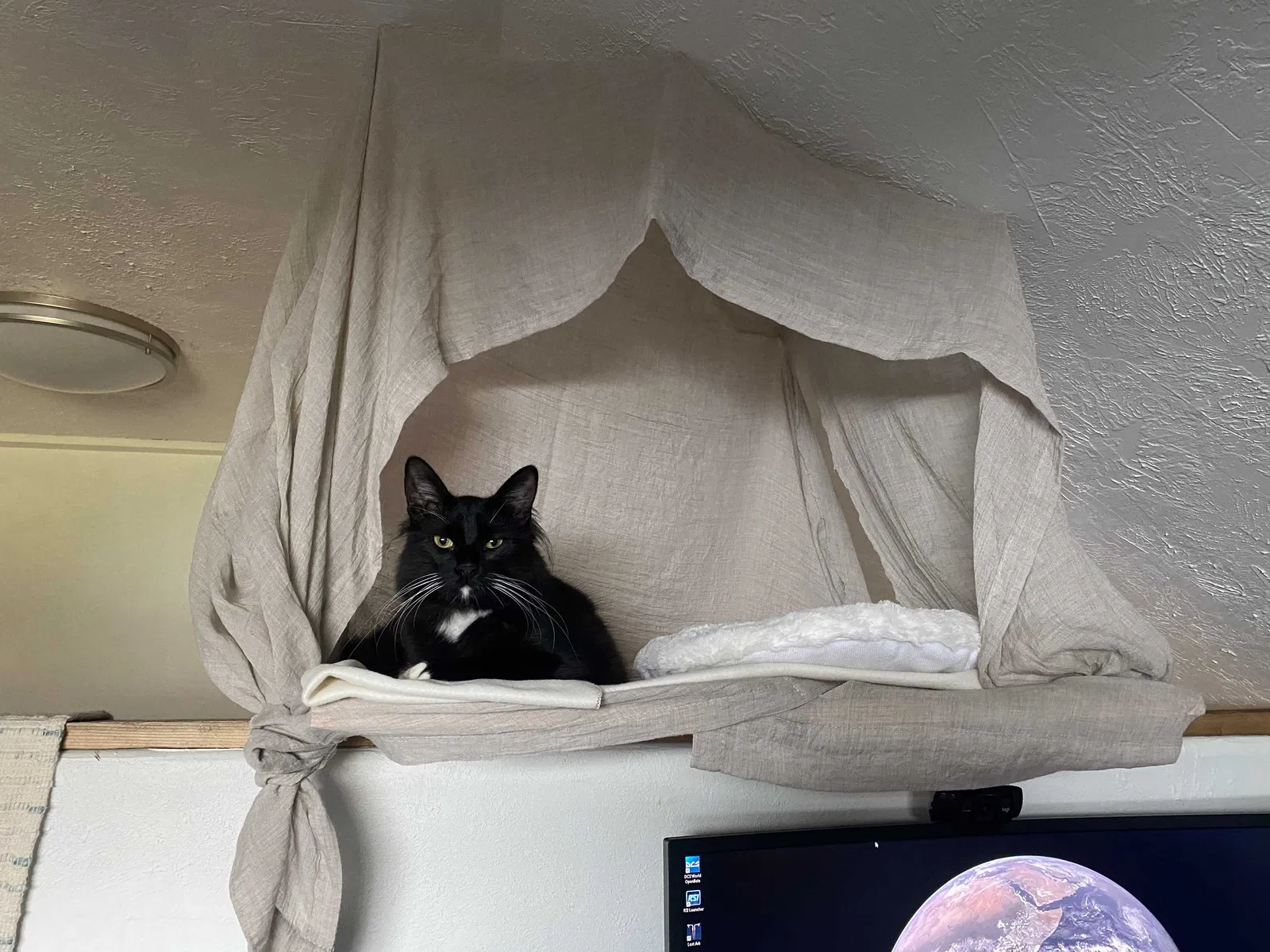 Lost cat in Tomball, TX, 77377