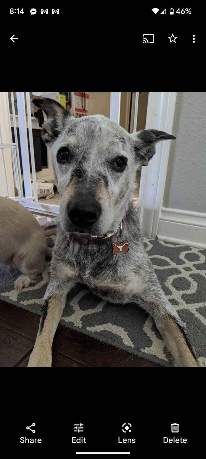 Lost dog in Houston, TX, 77043