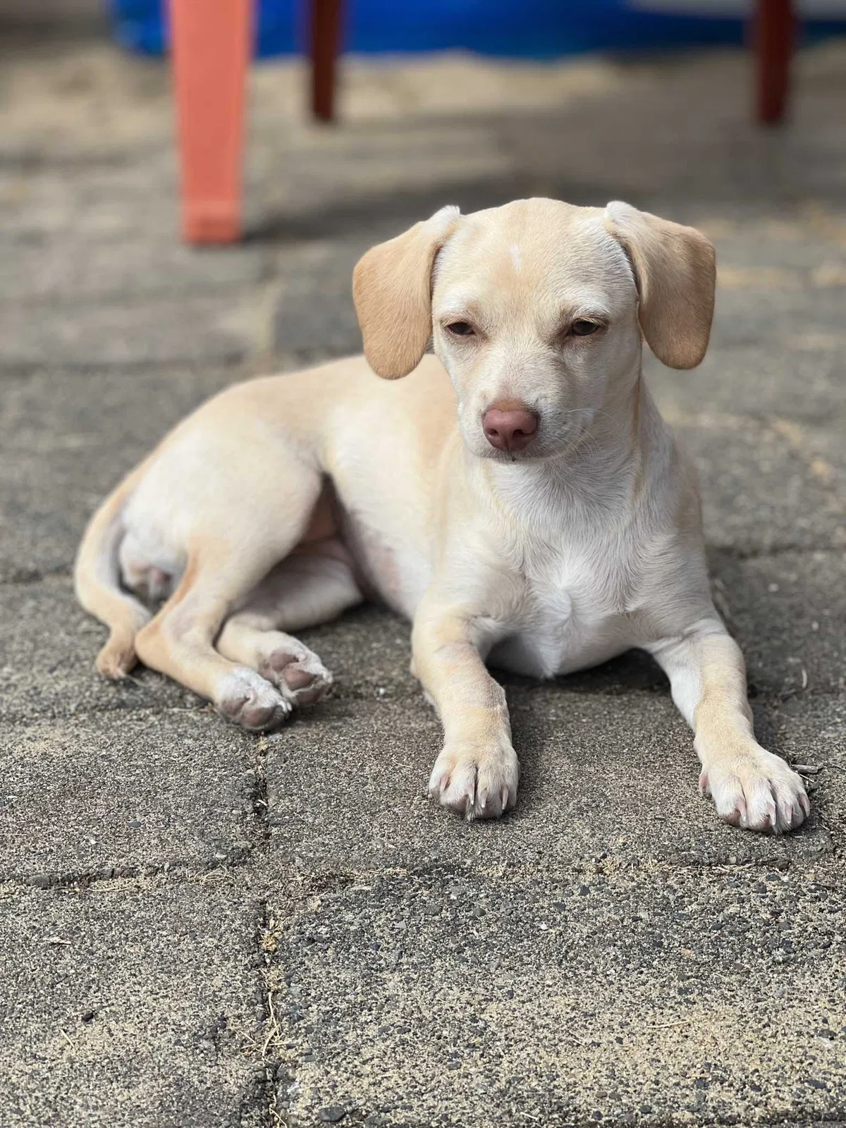 Lost dog in Anaheim, CA, 92805