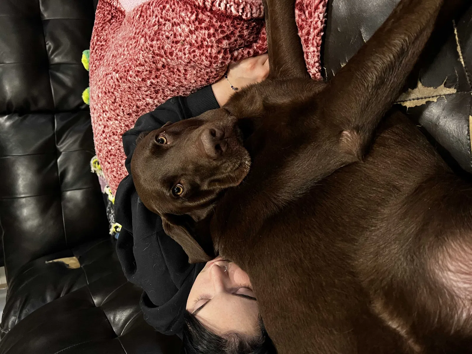 Lost dog in East Bend, NC, 27018